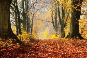 otoño, bosque de otoño. Camino de hojas rojas hacia la luz. foto