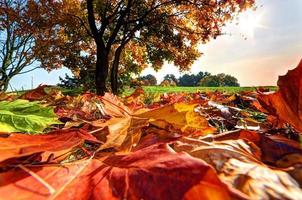 Autumn, fall landscape in park photo