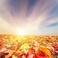 Autumn, fall landscape. Colorful leaves, sunset sky photo