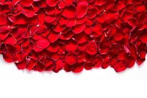 Red rose petals background, pattern. photo