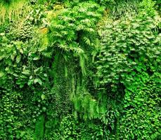 Tropical plants green background. photo