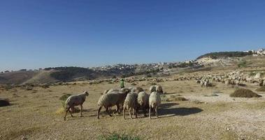 un pastor y un rebaño de ovejas pastando en un pasto en israel video