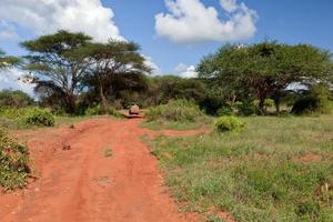 camino de tierra roja, arbusto con sabana. tsavo oeste, kenia, áfrica