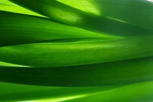 Green grass, plants background in backlight. photo