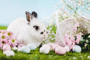 Bunny and Easter decorations on spring background. photo