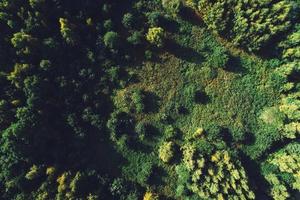 Green forest and meadow in top view. photo