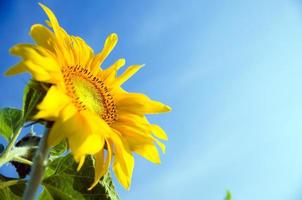 Sunflower in flowerpot photo