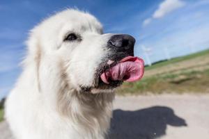 Funny dog portrait. Focus on a long tongue. Polish Tatra Sheepdog photo