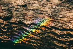 Colorful rainbow reflecting on a bark of a tree. photo