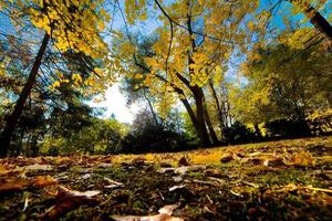 Fall autumn park. Falling leaves photo