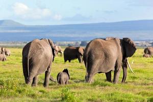 Elephants herd on savanna. Safari in Amboseli, Kenya, Africa photo