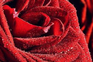 Red wet rose close-up. Greeting card or background for Valentines day, wedding.
