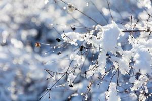 árbol de invierno, ramas en primer plano de nieve y escarcha. foto