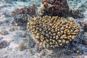 arrecife de coral submarino en el océano índico, maldivas. foto