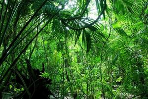 Tropical green forest photo