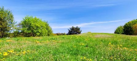 panorama del prado de verano con hierba verde, árboles y cielo azul. foto