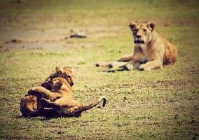 Small lion cubs playing. Tanzania, Africa photo