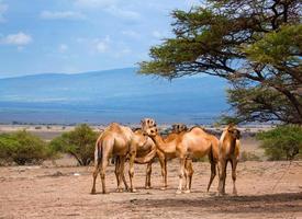 Group of camels in Africa photo
