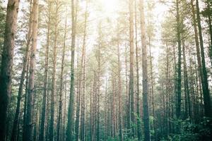 bosque verde con la luz del sol asomándose foto