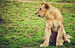 Small lion cub portrait. Tanzania, Africa photo