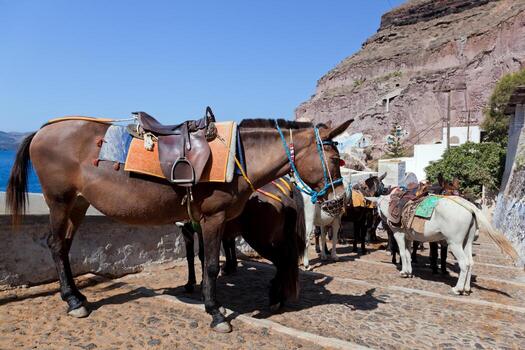 burros en fira en la isla de santorini, grecia. foto