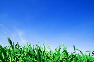 Grass and blue sky photo