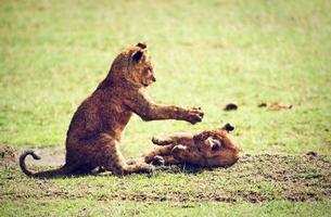 pequeños cachorros de león jugando. tanzania, áfrica foto