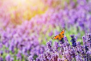 Butterfly sitting on lavender flower. photo