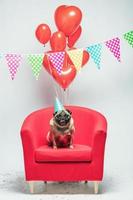 Birthday pug dog on a festive background. photo