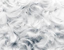 Black and white feathers background. photo