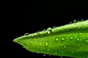 hoja verde fresca con gotas de agua en su superficie. naturaleza foto