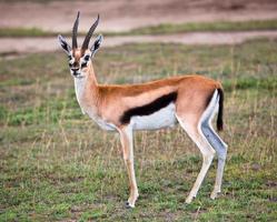 Thomson's gazelle on savanna in Africa photo