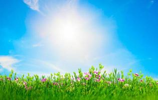 flores de pradera de verano en hierba verde, cielo azul soleado foto