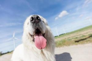 retrato de perro divertido. centrarse en una lengua larga. perro pastor tatra polaco foto