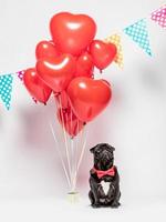 Black pug dog in a red bowtie with valentine decorations. photo