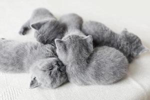 Cuddling little pussycats. British shorthair. photo