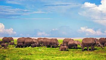 Elephants herd on savanna. Safari in Amboseli, Kenya, Africa photo