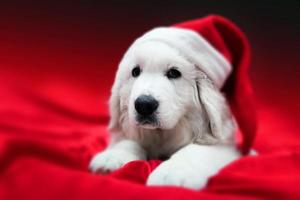 Cute white puppy dog in Chrstimas hat lying in red satin photo