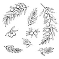 Olive branches set. Olive fruits bunch and olive branches with leaves. Hand drawn illustration converted to vector. vector