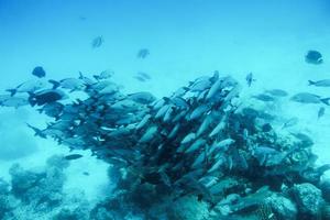 cardumen de peces en el océano índico, maldivas. foto