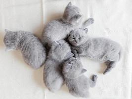 Couple of fluffy kittens sleeping. British shorthair cats. photo