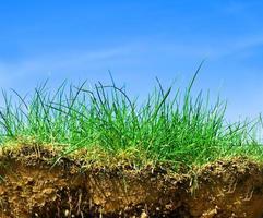 Ground, grass, sky cross section photo