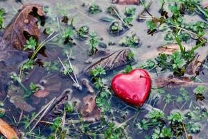 corazón rojo en un charco de agua sobre hierba pantanosa, musgo. amor, día de san valentín. foto