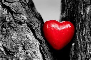 corazón rojo en el tronco de un árbol. símbolo romántico del amor foto