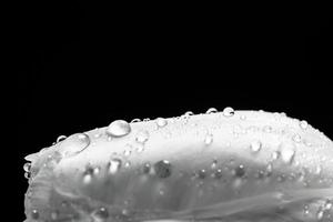 Fresh white tulip with water drops close-up on black background. photo