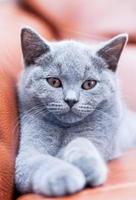 Young cute cat resting on leather sofa. The British Shorthair kitten with blue gray fur photo