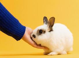 Hand petting white rabbit on yellow background. photo