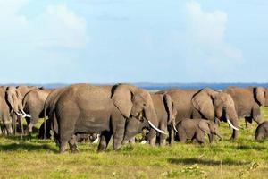 Elephants herd on savanna. Safari in Amboseli, Kenya, Africa photo