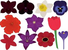 Various bright beautiful flowers collection vector illustration