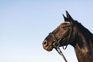 retrato de un caballo de sable salvaje en el fondo del cielo foto